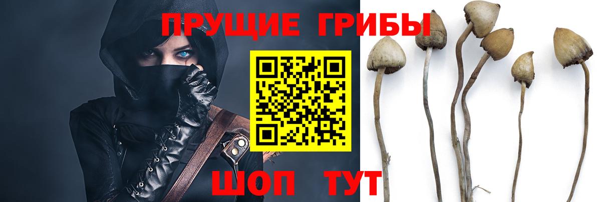 Псилоцибиновые грибы Psilocybe  Галлюциногенные грибы прущие грибы  Ногинск  Вход с VPN 